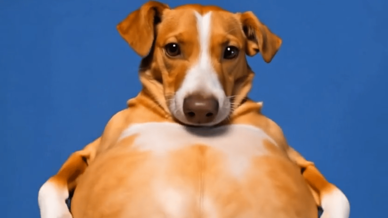 balloon-belly